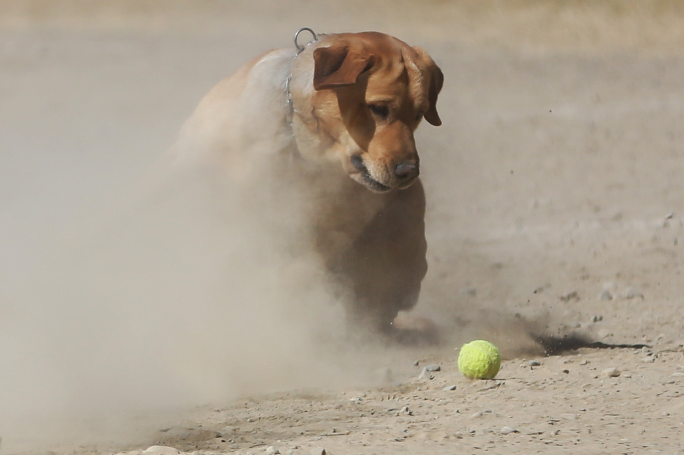 Perros que fallaron entrenamiento policial por ser muy amigables ahora pueden ser adoptados