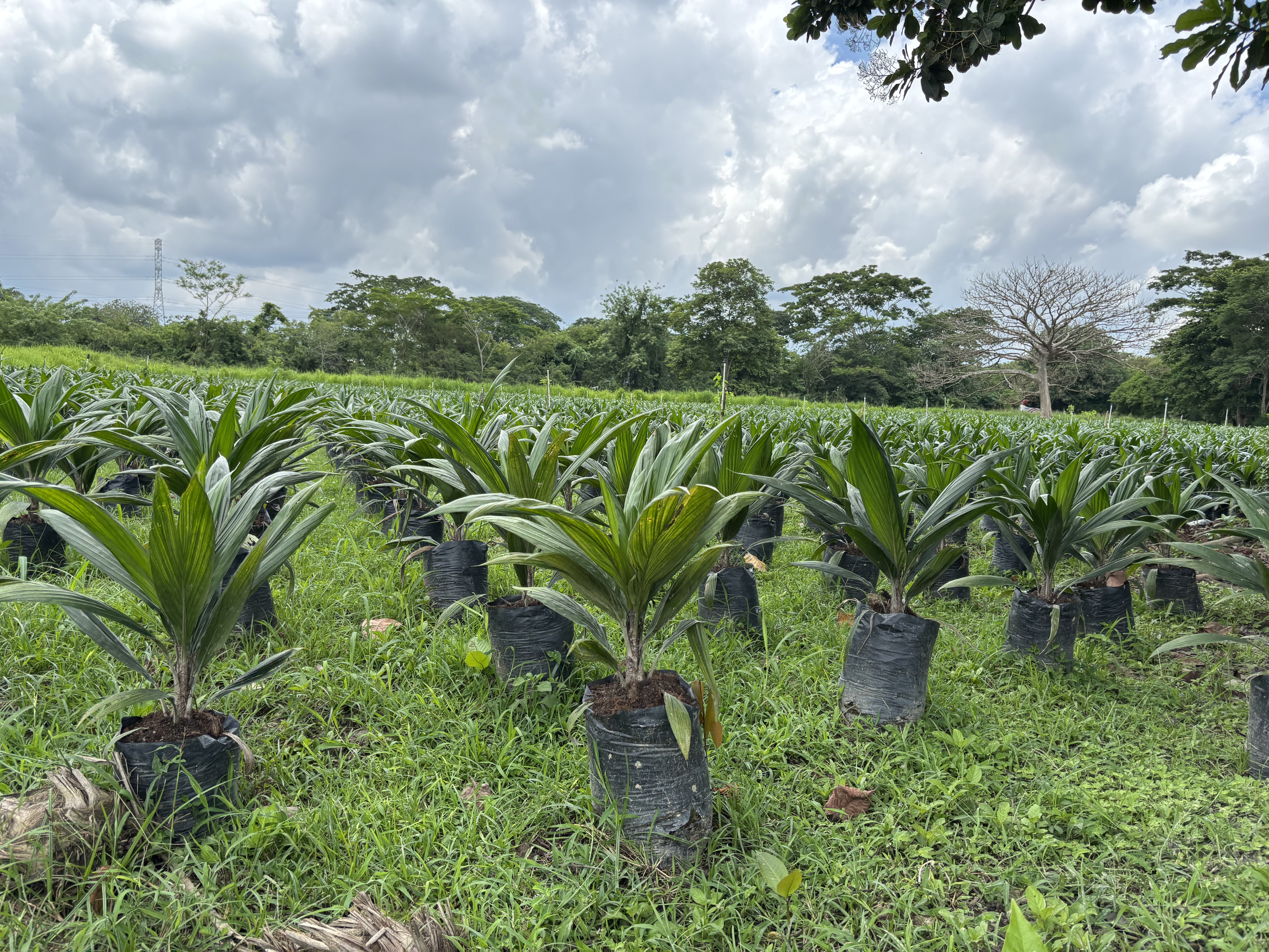 Próxima parada, el SAF: presente y futuro de los biocombustibles en Colombia