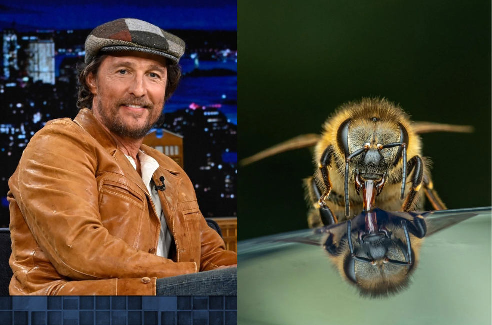Así quedo el actor Matthew McConaughey tras picadura de abeja: luce irreconocible