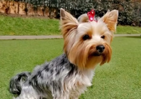Familia busca con angustia a Tammy, perrita extraviada en Chinauta: ¿La ha visto?