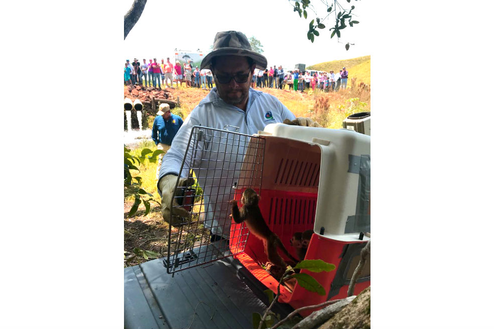 Rescatan seis animales silvestres que serían comercializados en Cundinamarca