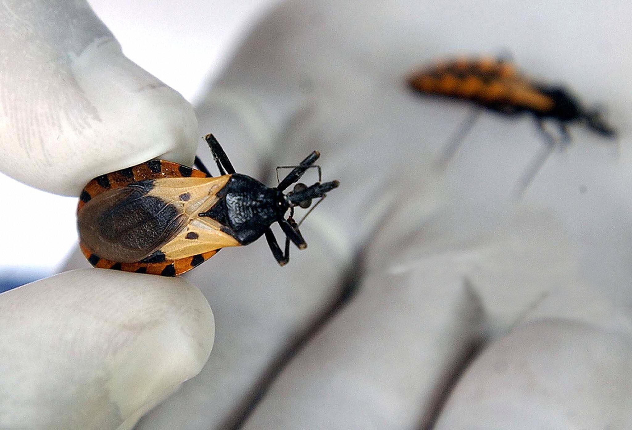 Extraña muerte de dos soldados en Cesar habría sido por enfermedad de Chagas