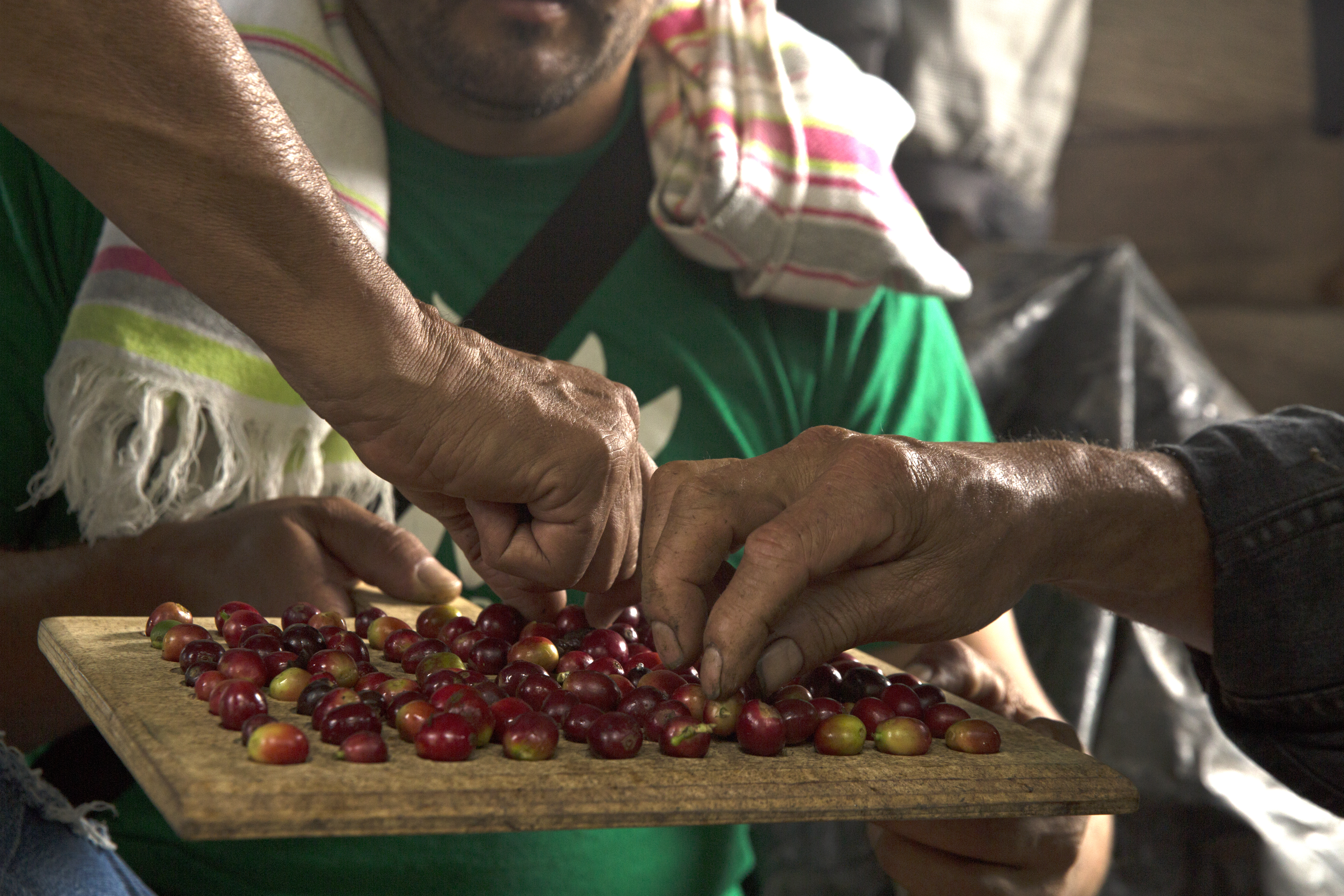 Cafeteros activan bolsa de COP 50.000 millones para fertilización