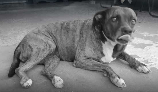 Despiden a Gorda, la perrita que acompañó a la Policía durante años y murió en un atentado