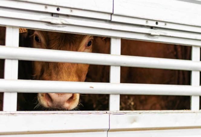 Histórico: Reino Unido prohíbe la exportación de animales vivos