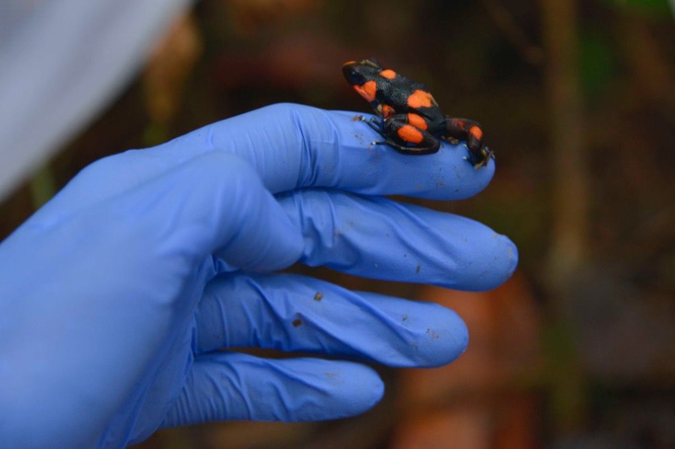 En Colombia logran reproducir ranas en peligro de extinción