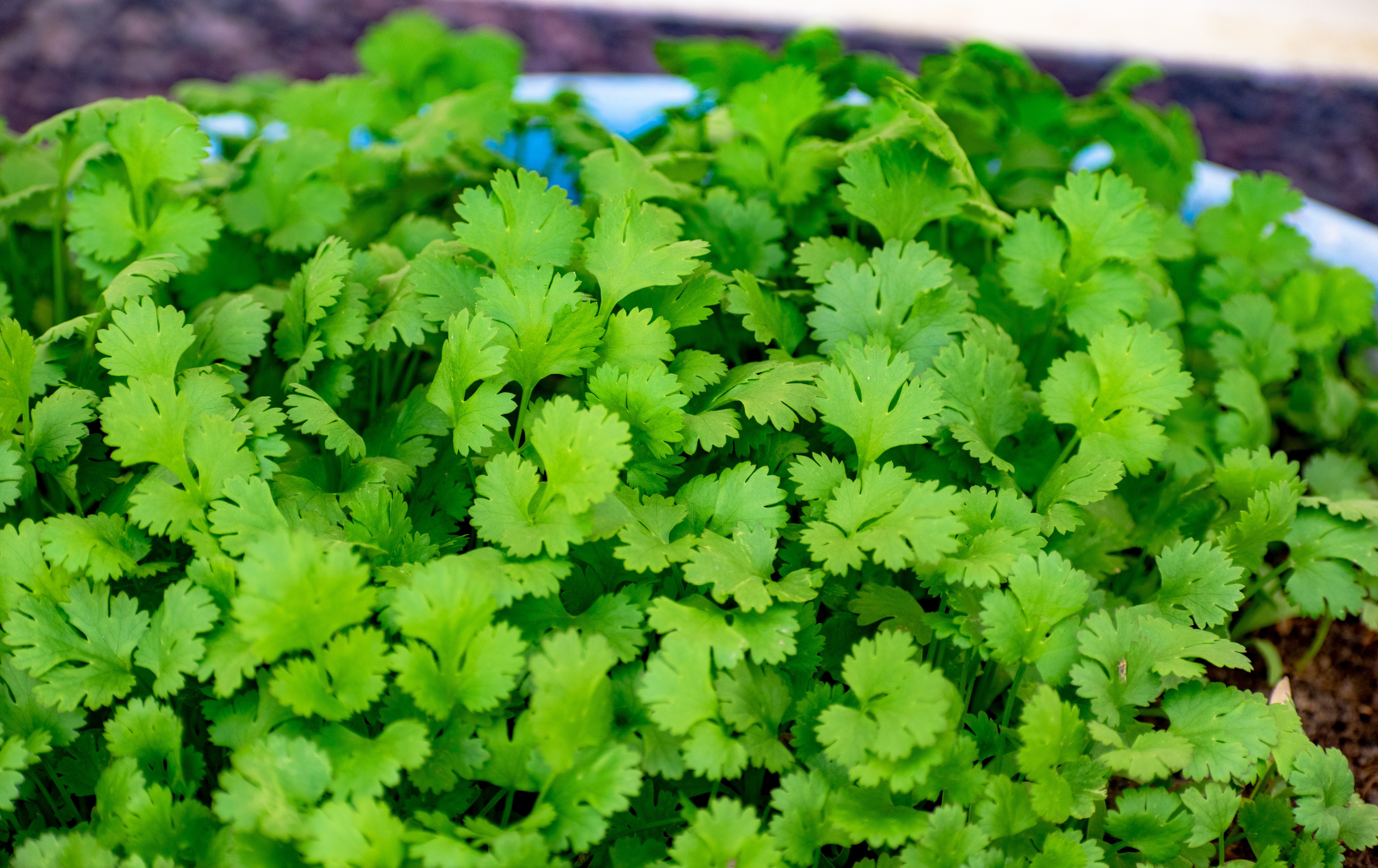 Cuatro recetas para disfrutar el sabor del cilantro