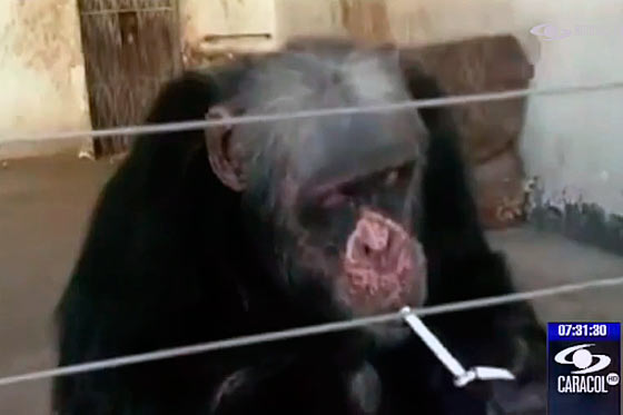 Polémica por video de chimpancé fumando en un zoológico de China