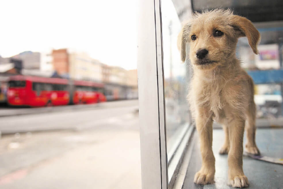 Nuevo caso de maltrato animal: funcionario de la ONU en Colombia agrede sin piedad a su perro