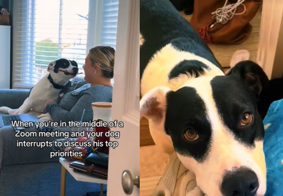 Inesperada aparición de perro en reunión virtual destaca los beneficios adoptar