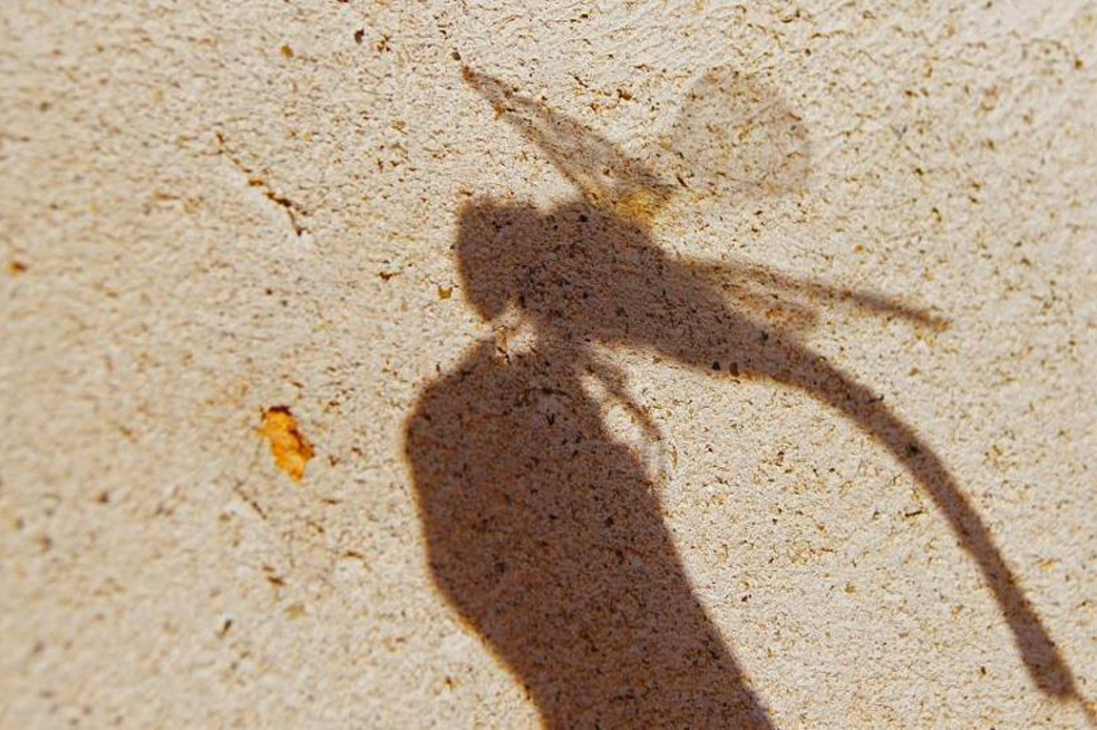 En fotos: las sombras vistas por nuestros usuarios