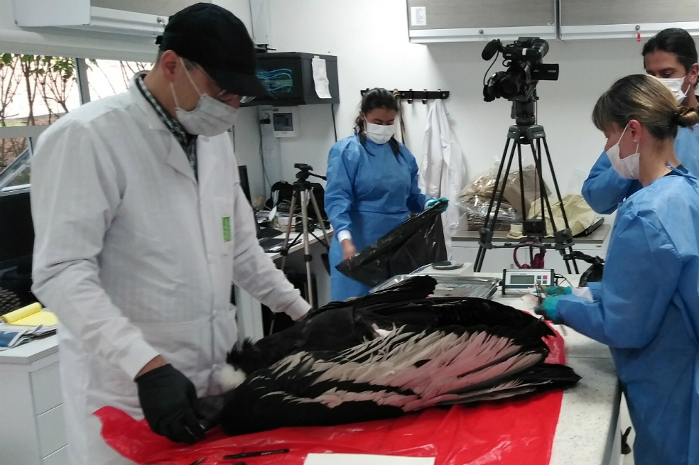 La muerte de los dos cóndores en la Sierra Nevada de Santa Marta fue por carne contaminada