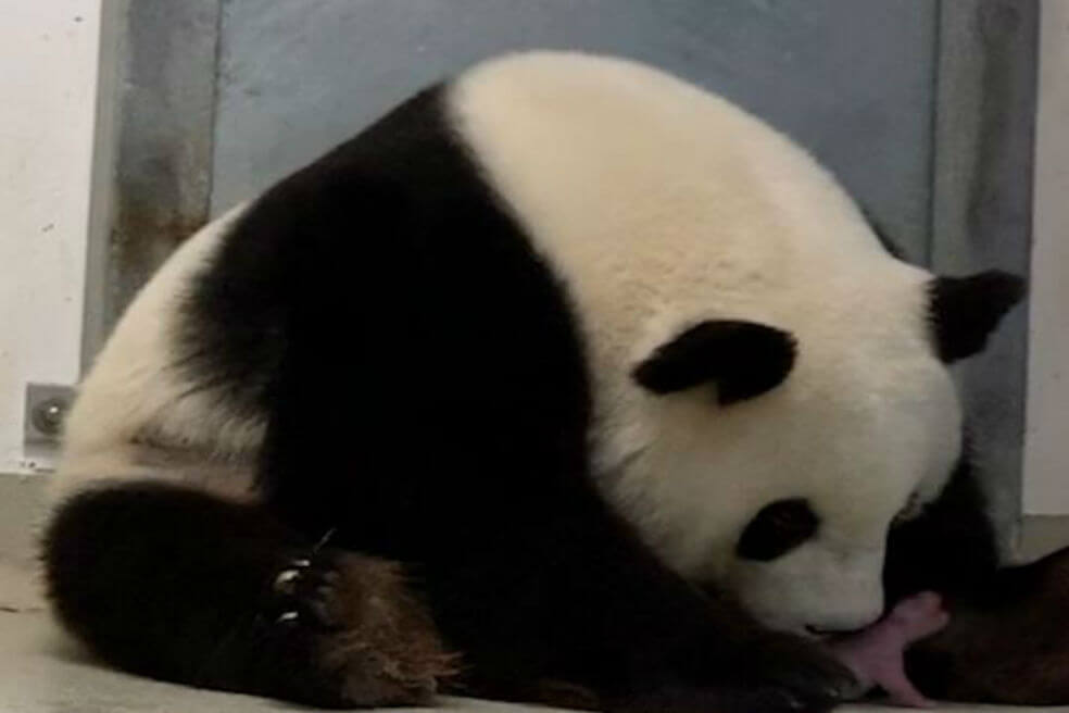 Nacen primeros dos osos panda en cautiverio en Alemania