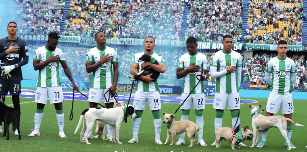 Ringo y Atlético Nacional donarán comida a perritos abandonados si comparte esto