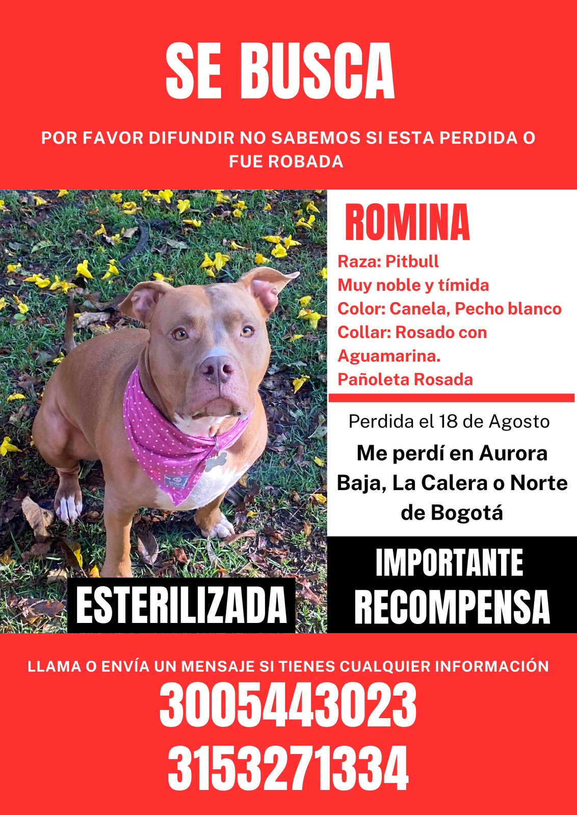 Romina, perra pitbull en Bogotá.