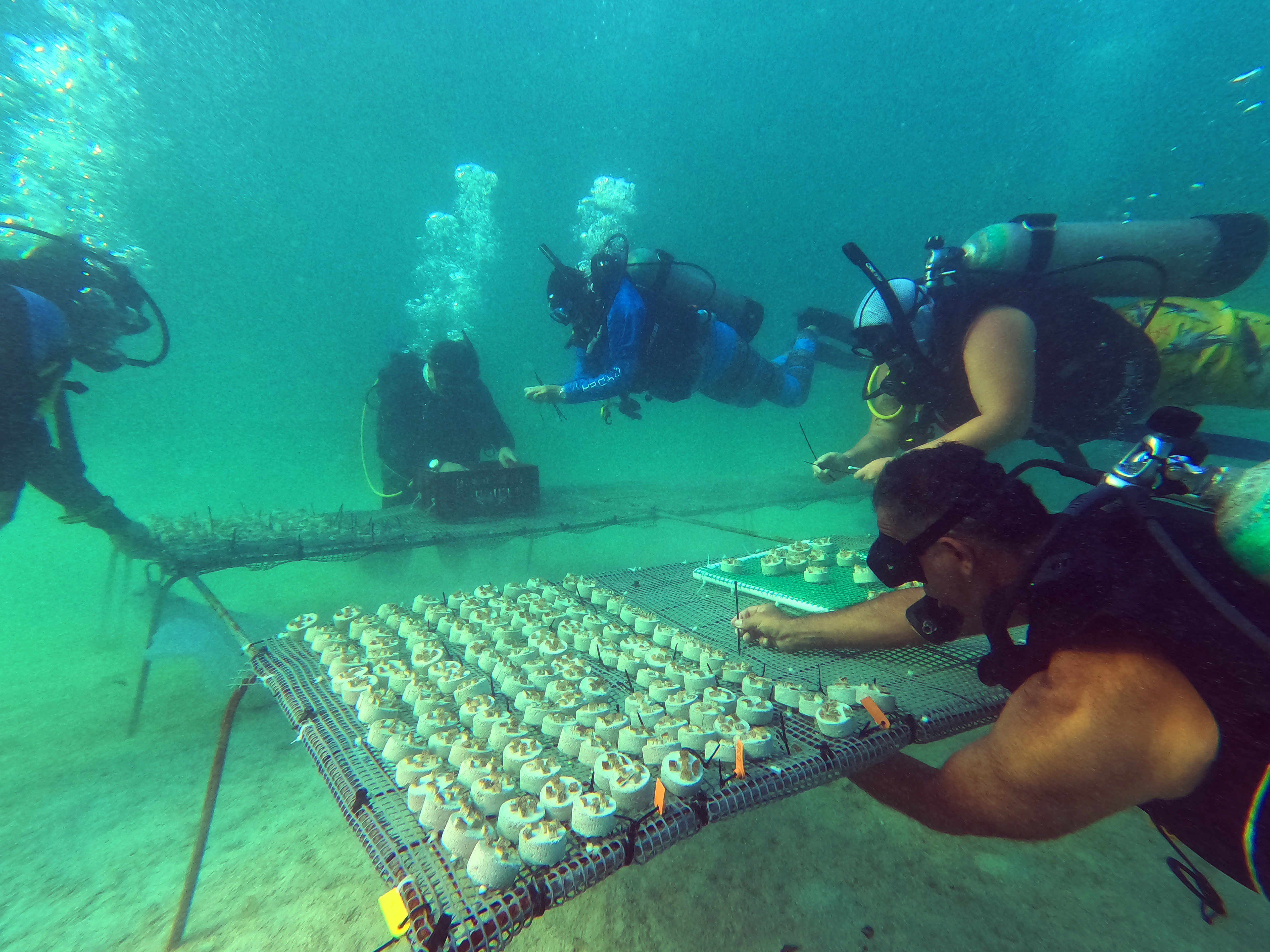 Reproducción de corales en PNN Corales del Rosario. / Foto: Daniela Quintero Díaz