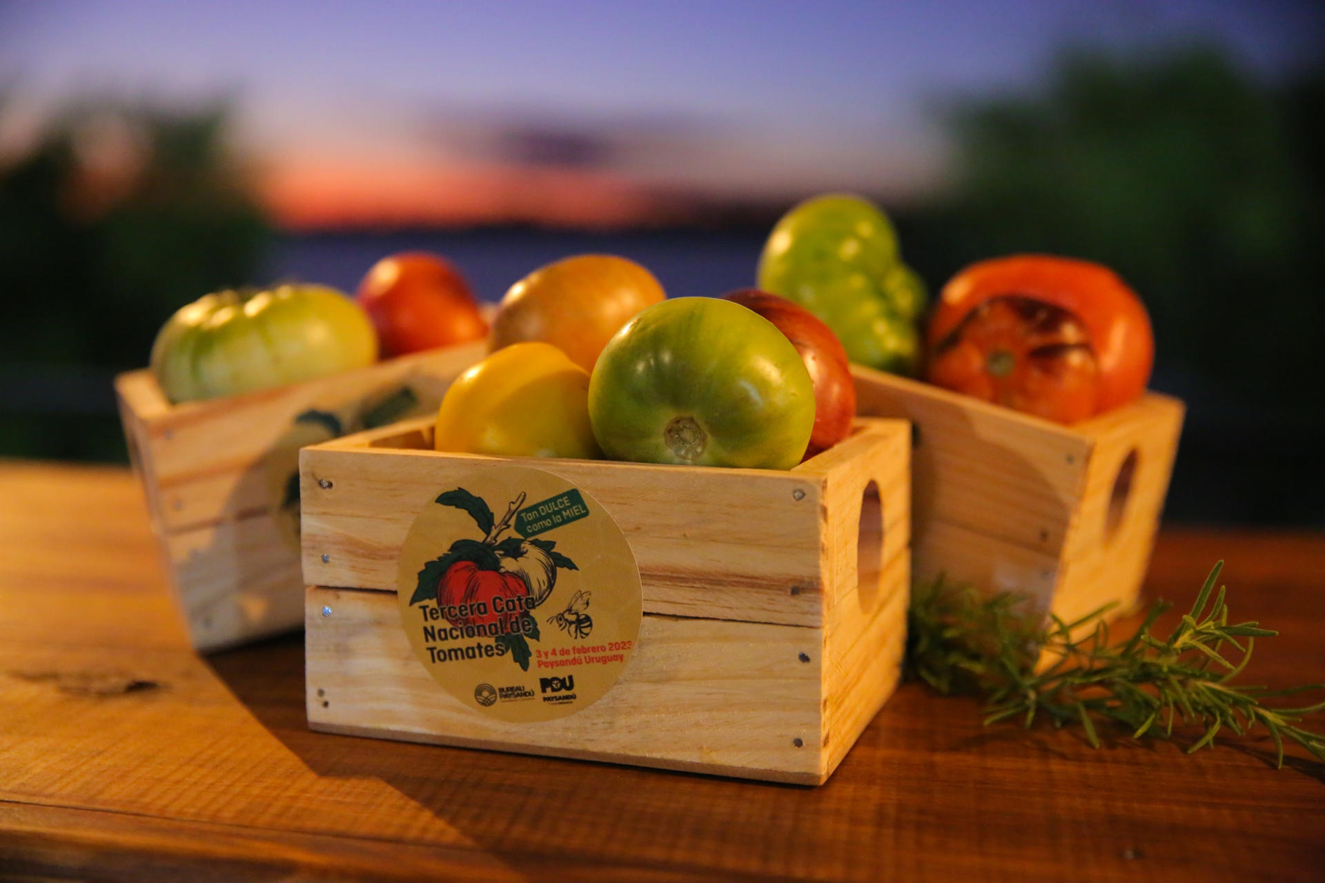 Coloridos y jugosos, los tomates más raros cautivan paladares en Uruguay