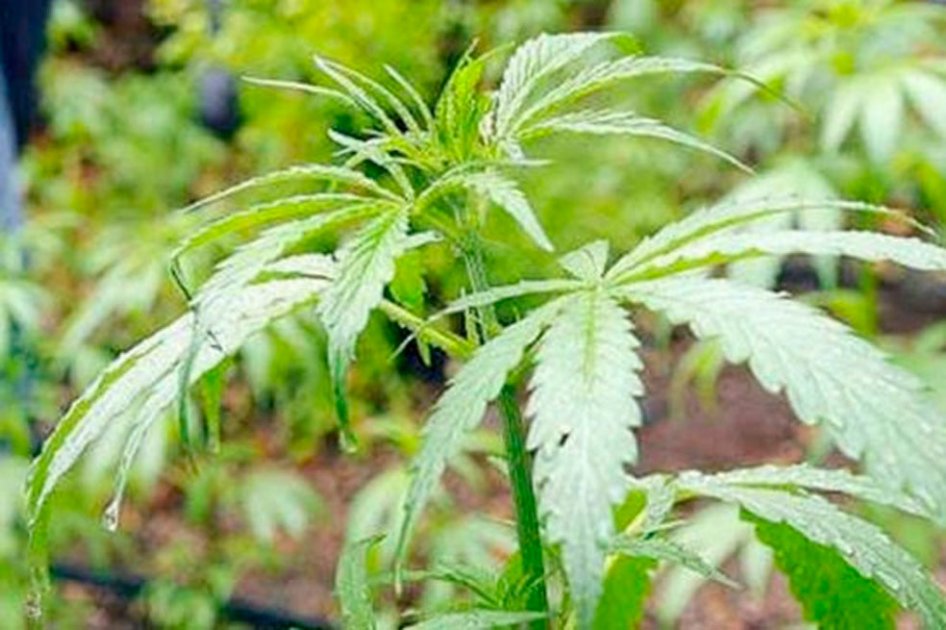 El colombiano con uno de los negocios de venta legal de marihuana más grande de EE.UU.