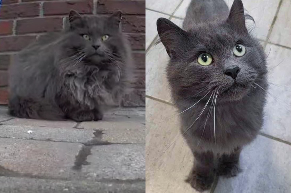 Ulises, el gatito que estaba buscando comida y terminó encontrando una familia