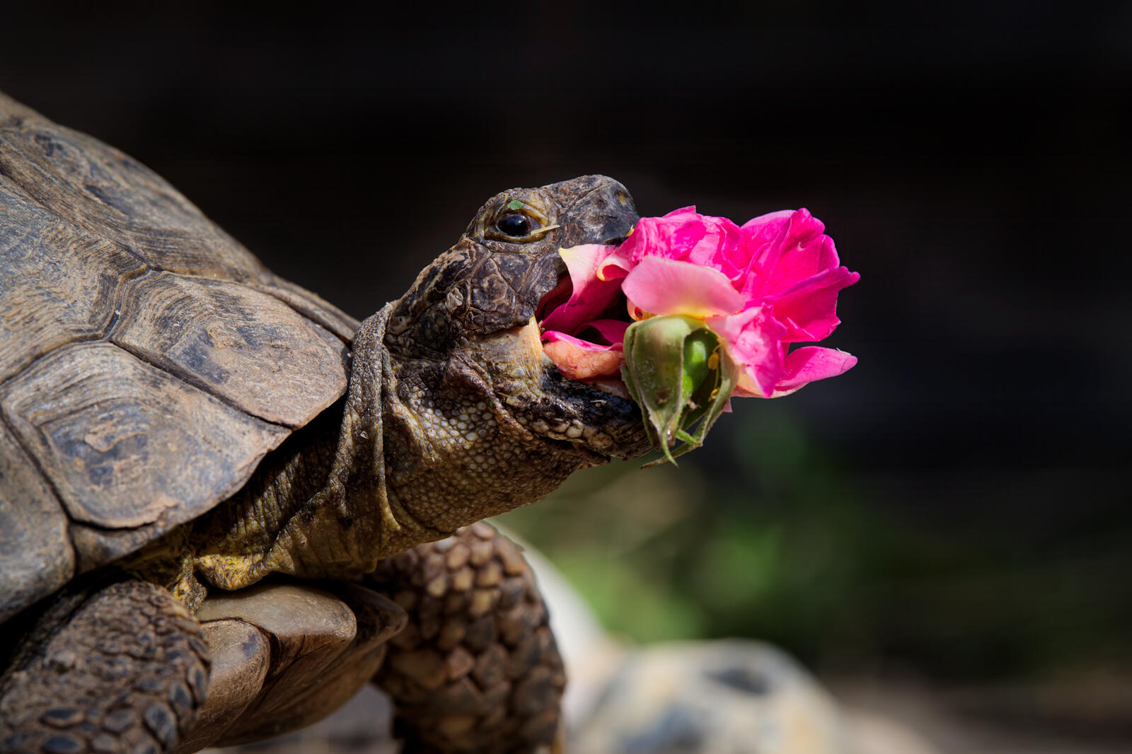 “Nueva Rosa”, fotografía tomada por Jonathan Casey. A Edgar le encanta comer flores, en la foto se le puede ver comiendo una rosa Gertrude Jekyll.