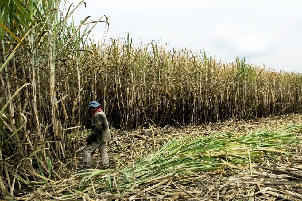 Esfuerzo conjunto para salvar a las empresas y el empleo piden trabajadores agroindustriales