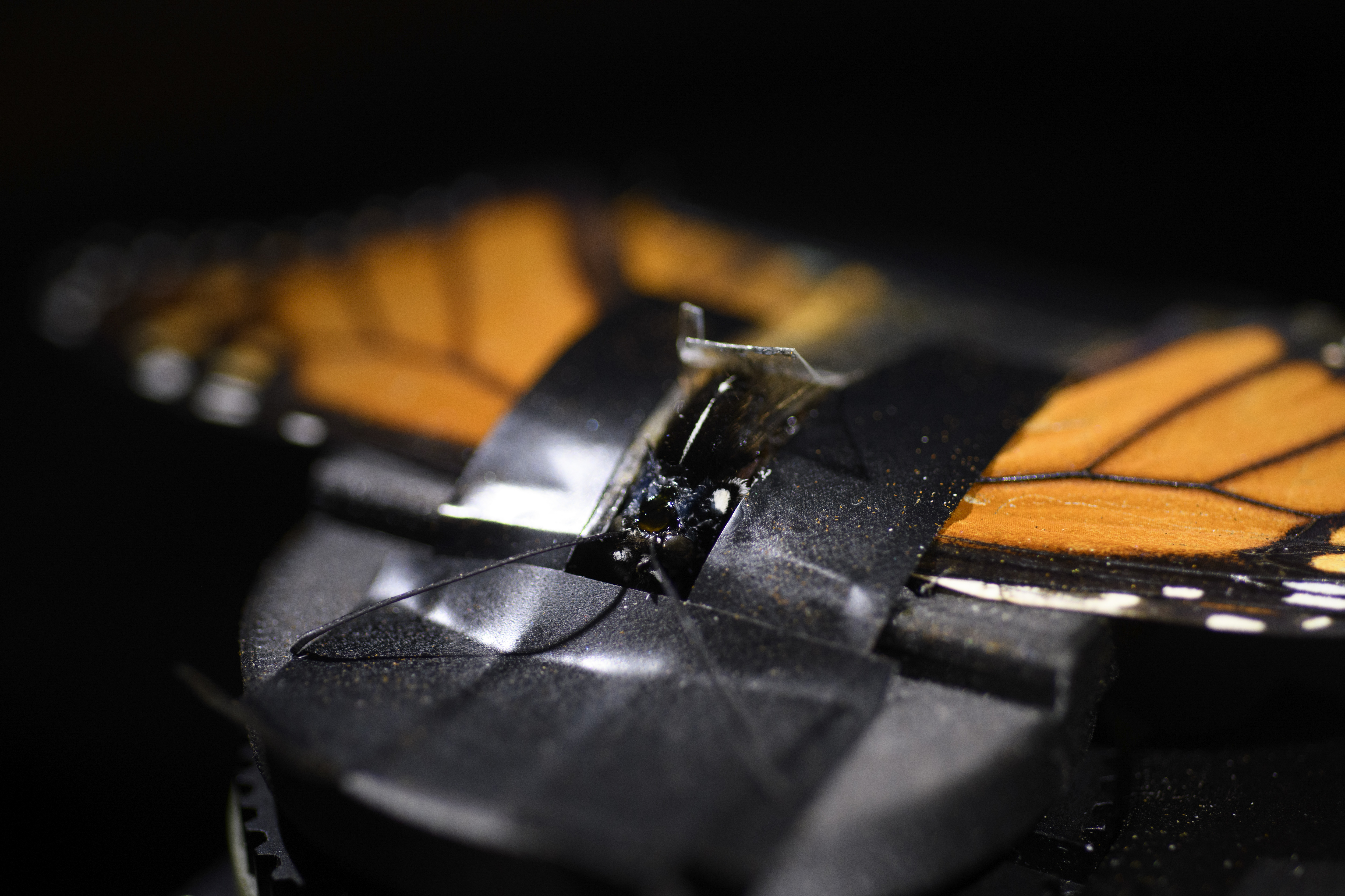 Así se ve el cerebro de una mariposa monarca.