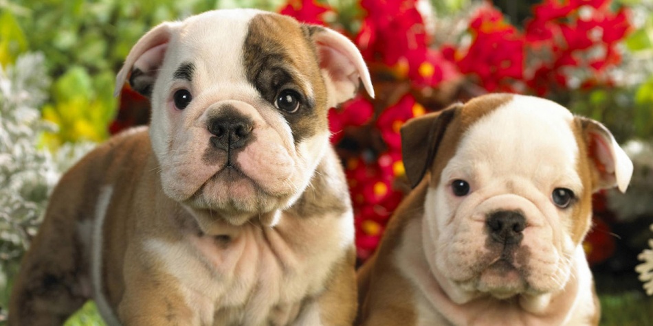 Claves para fortalecer los comportamientos positivos de los perros