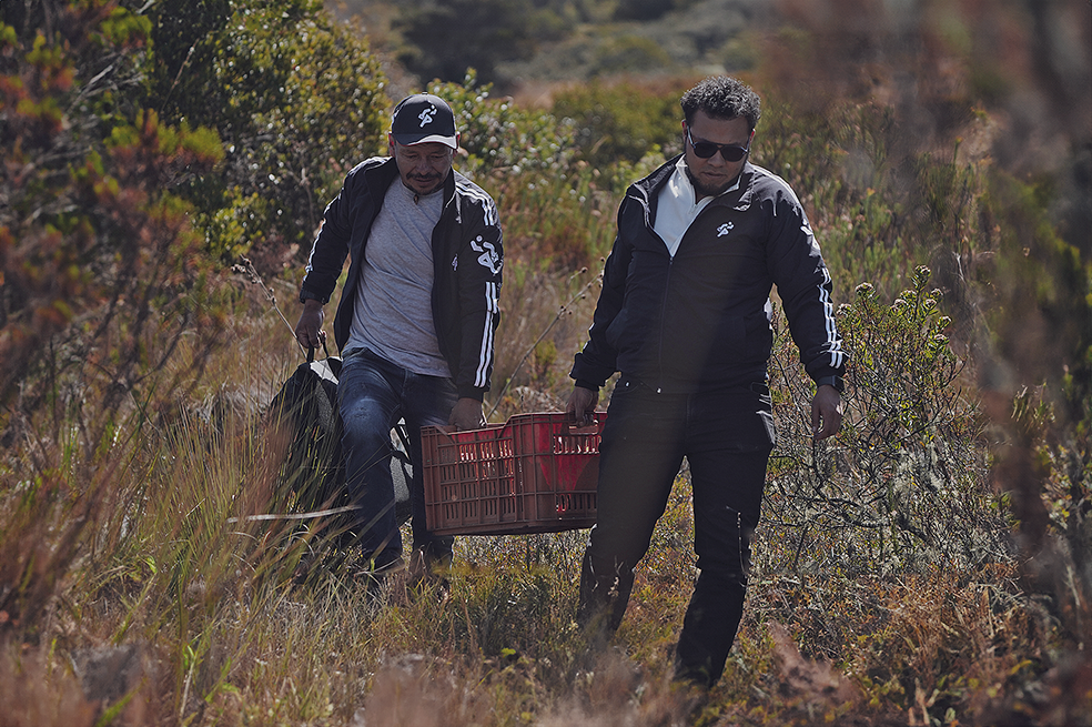 Inter Rapidísimo sembrará más de 2.000 frailejones en los páramos de Colombia