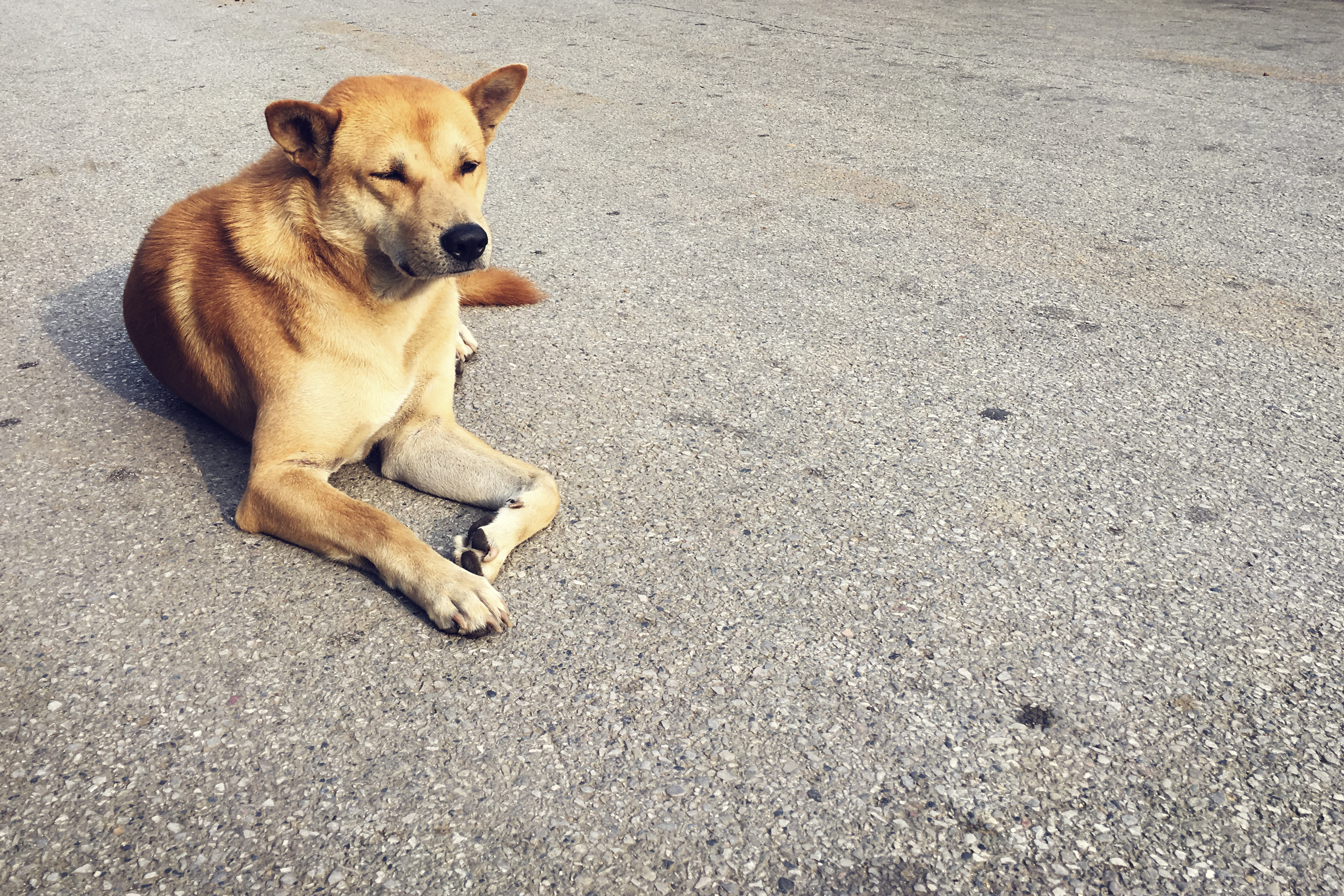 Guerra en Israel: las mascotas que escapan de los bombardeos también buscan refugios
