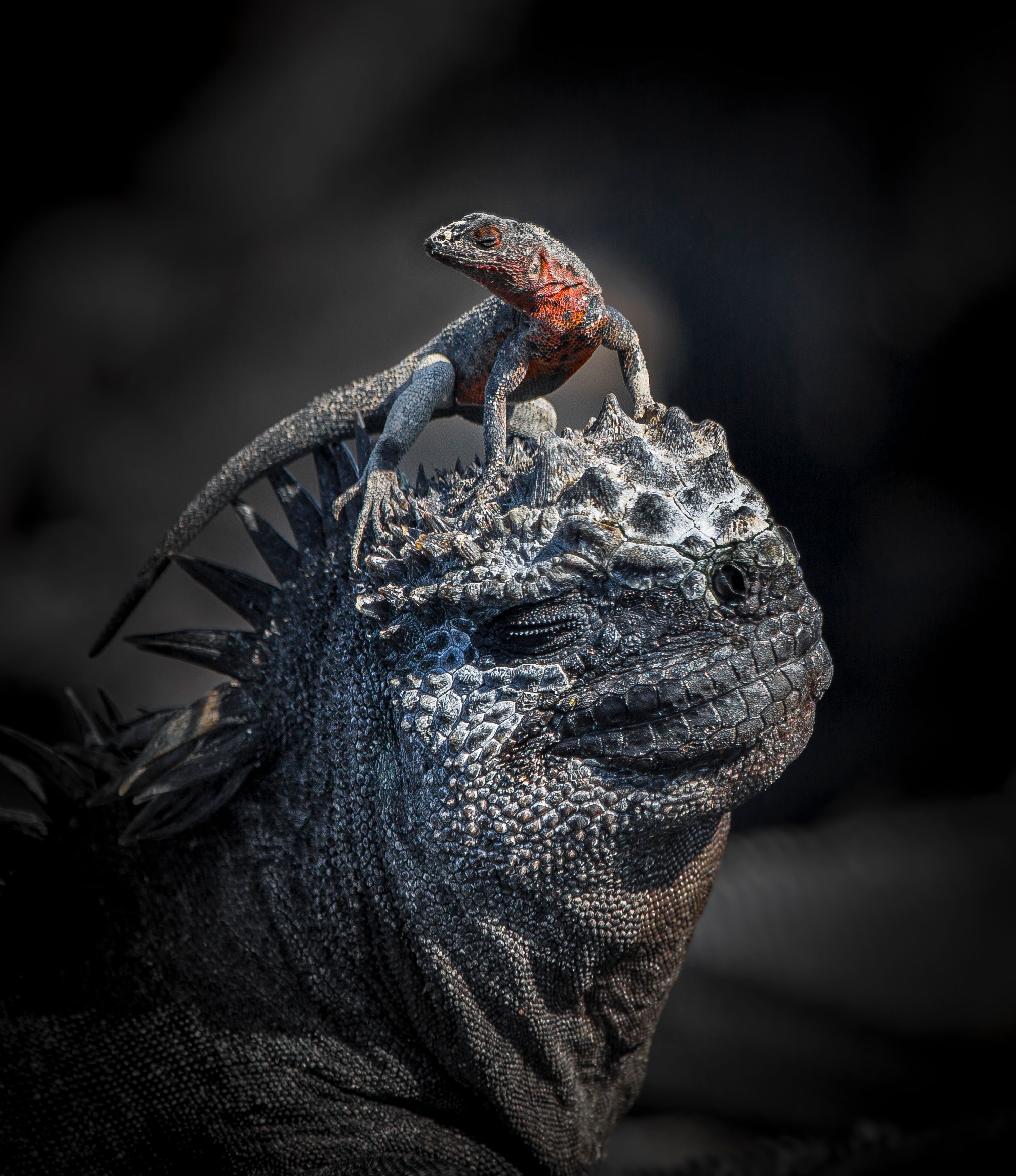 Esta fotografía de John Seager ganó el premio mayor en categoría Comportamiento - Anfibios y reptiles. "Esta imagen la tomé durante un viaje a las Islas Galápagos. Las islas están llenas de iguanas marinas icónicas y lagartos de lava. Esta fue la única vez que vi un lagarto tomando el sol sobre la cabeza de una iguana, ¡ambos obviamente disfrutaron la ocasión con beatíficas sonrisas!", dijo Seager. /John Seager World Nature Photography Awards.