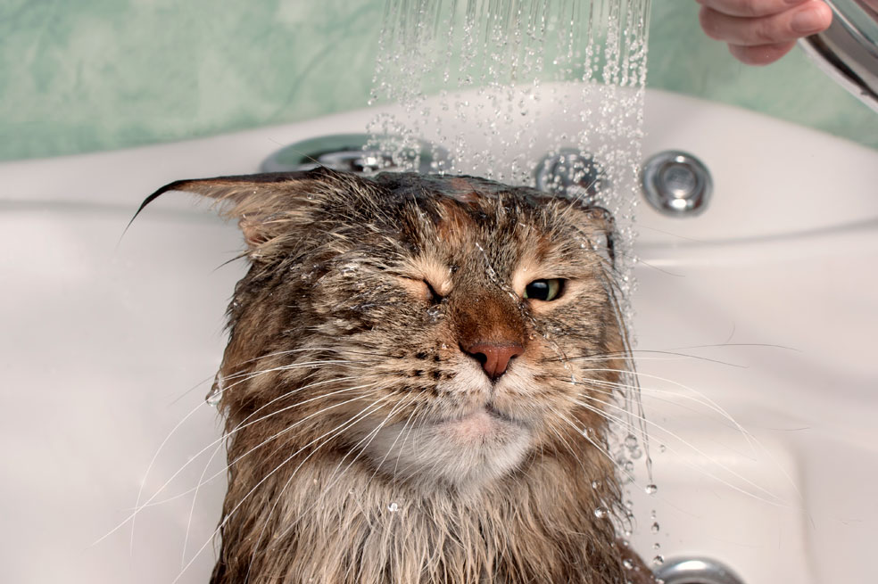 ¿Cómo bañar un gato que no le gusta el agua?