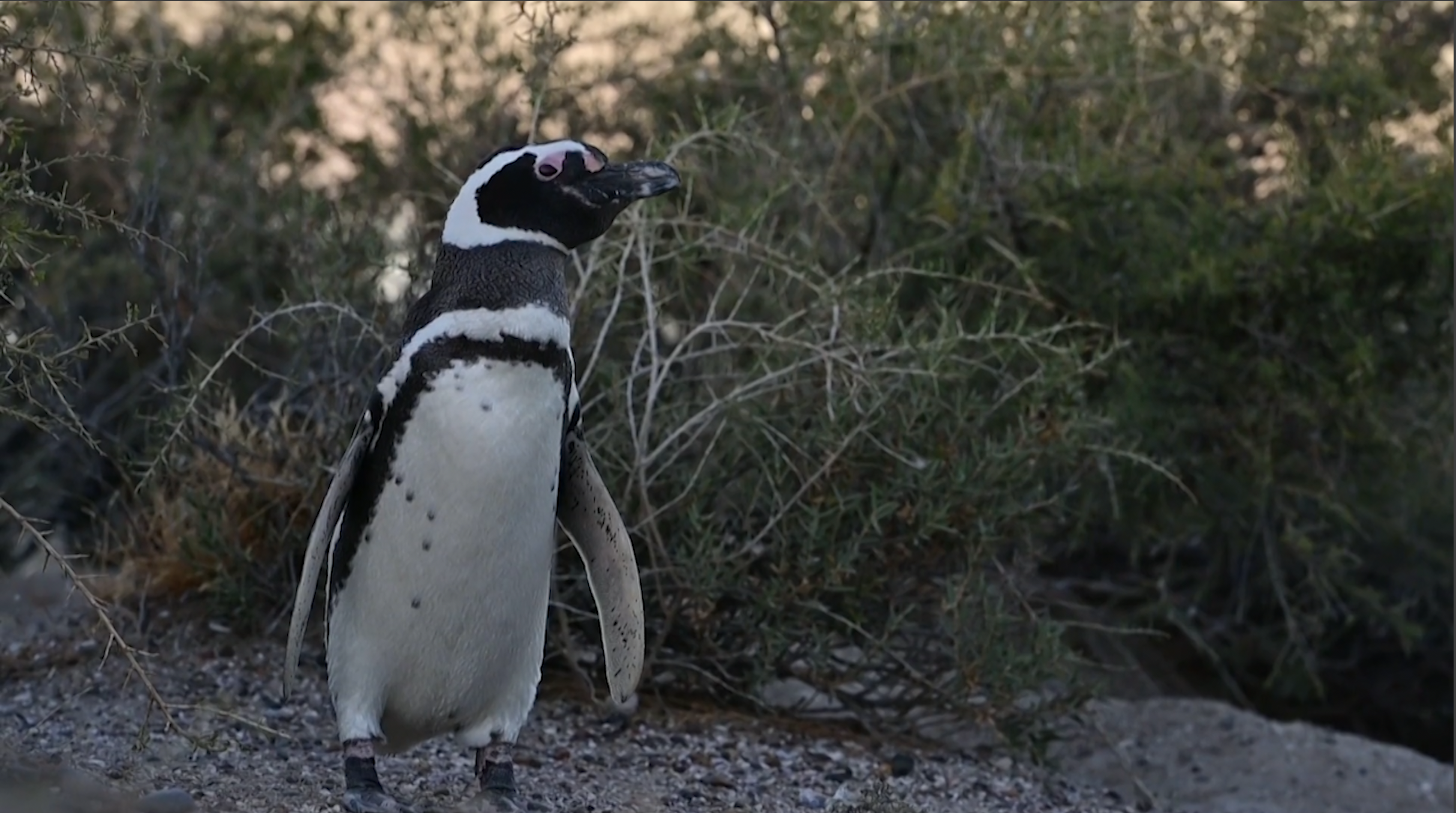 Cientos de pingüinos asesinados por construcción de camino rural en Argentina