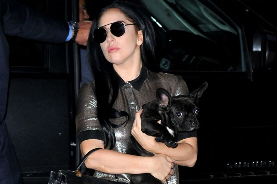 Lady Gaga y su bulldog Asia./ Bang Showbiz