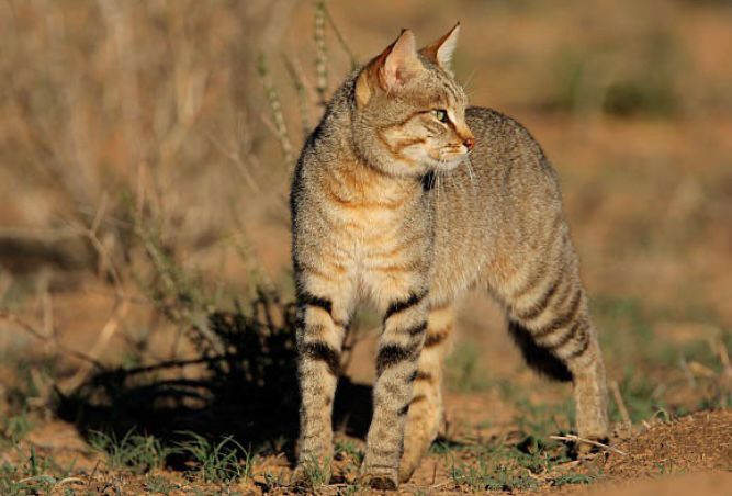 Gato montés africano (african wildcat)