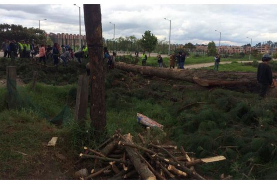 Distrito defiende tala de árboles en La Conejera en localidad de Suba