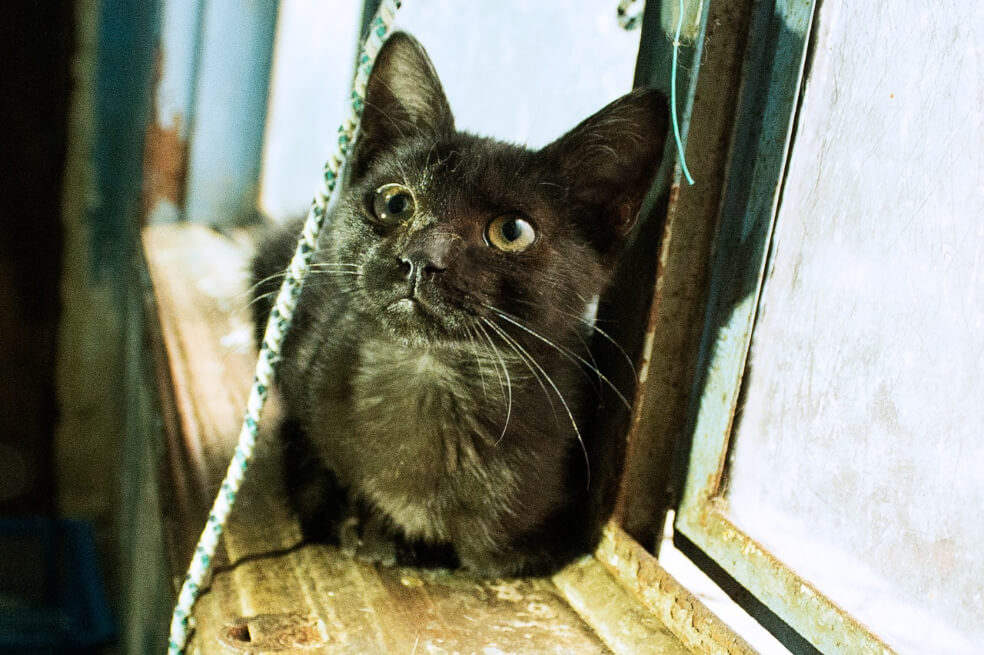 La adopción de un gatico que terminó en conciliación judicial