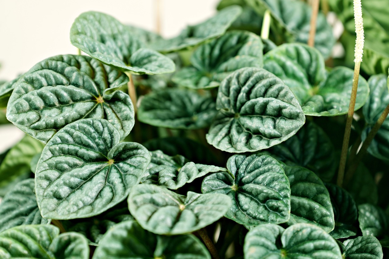 Peperomia: una planta versátil y funcional