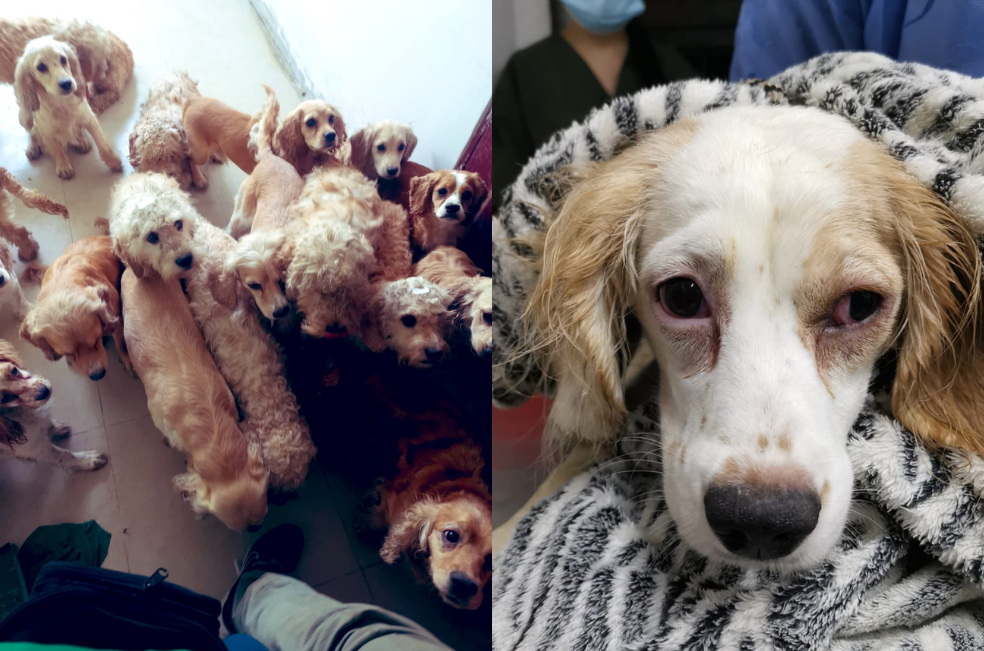 Así encontraron a 38 perros en una casa en Kennedy, Bogotá: ya fueron rescatados