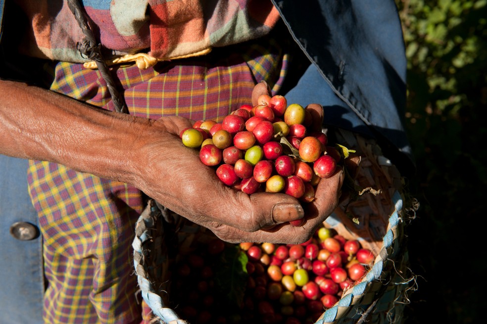 Aprueban Conpes cafetero con inversión mínima de $34.531 millones del PGN