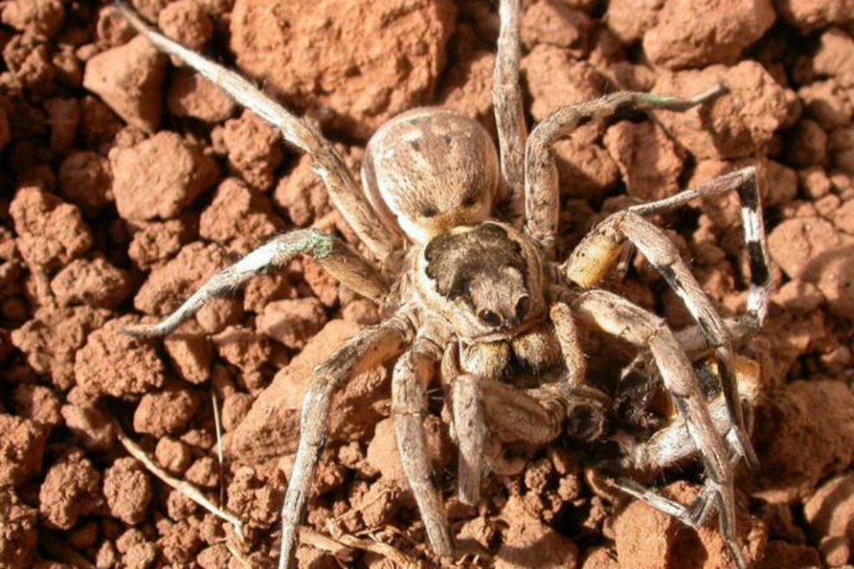 En la imagen se puede observar a la tarántula mediterránea Lycosa hispanica atacado al macho para ingerirlo. / Eva de Mas