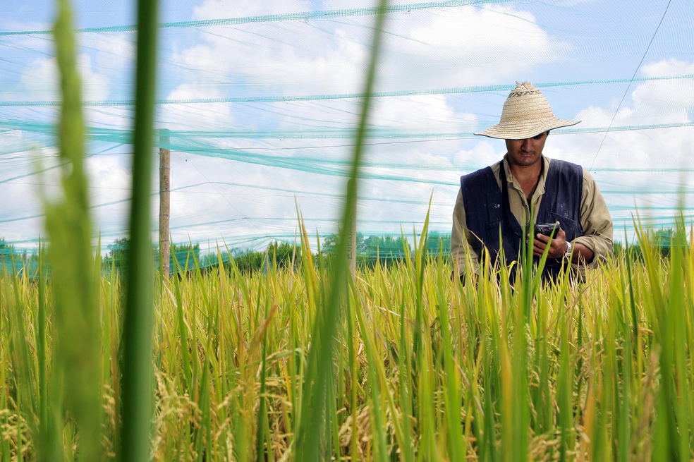 Para desarrollar la herramienta, los científicos se aliaron con agremiaciones de agricultores como Fedearroz, Fedecafé y Fenalce, para colectar datos. / CIAT