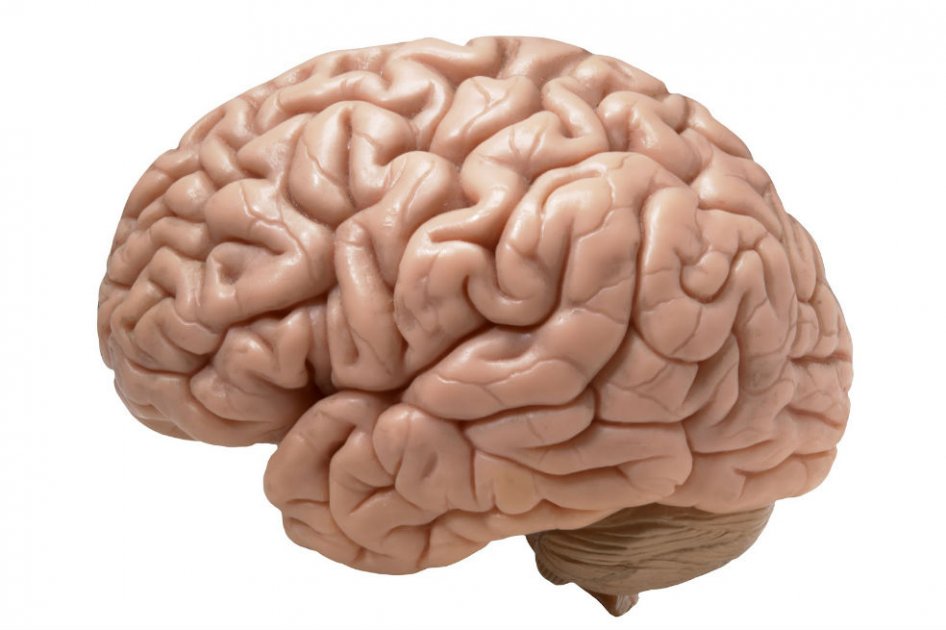 El hipocampo es una región del cerebro responsable, en gran medida, de la formación de la memoria