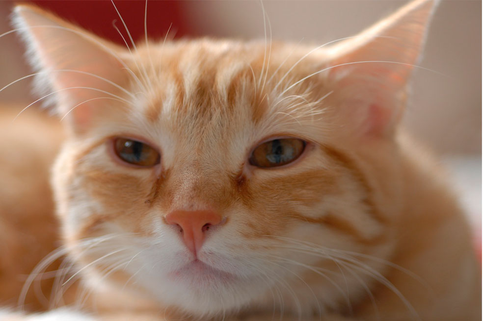 Taller gratuito de fotografía animal: aprenda a tomar fotos a perros y gatos sin hogar