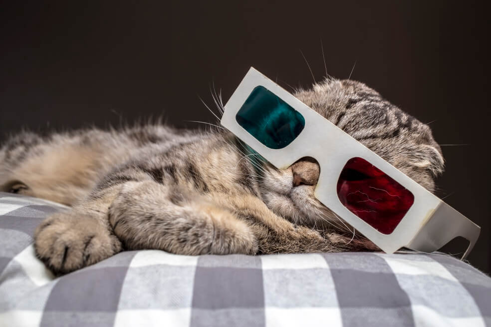 Pura carreta: los gatos no son tan independientes como dicen por ahí