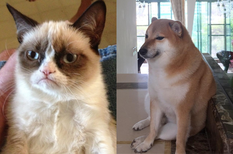 Mascotas virales: la historia detrás de los animales que se volvieron meme