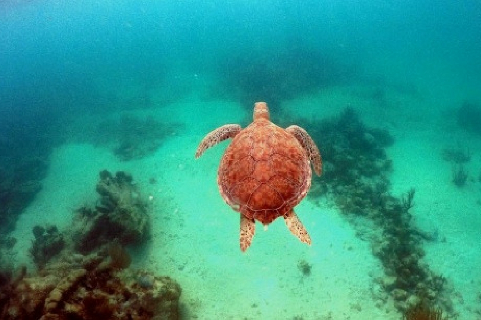 Crean el primer seguro para proteger un arrecife de coral