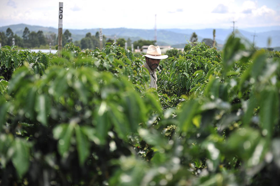 Así se adaptaron los cafeteros al cambio climático