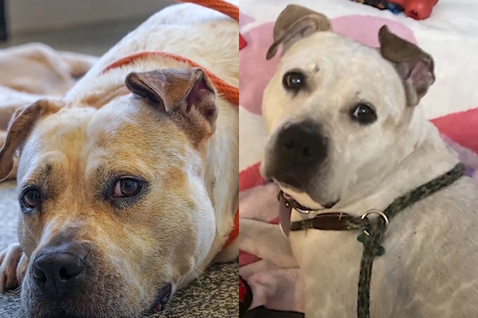 “Una historia de Cenicienta”: adoptan a perrita tras pasar más de 1.000 días en un refugio