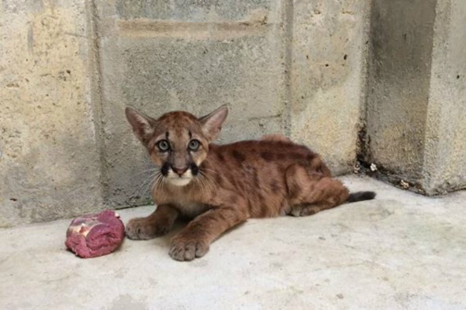Puma rescatado en el Magdalena Medio fue trasladado a la Hacienda Nápoles