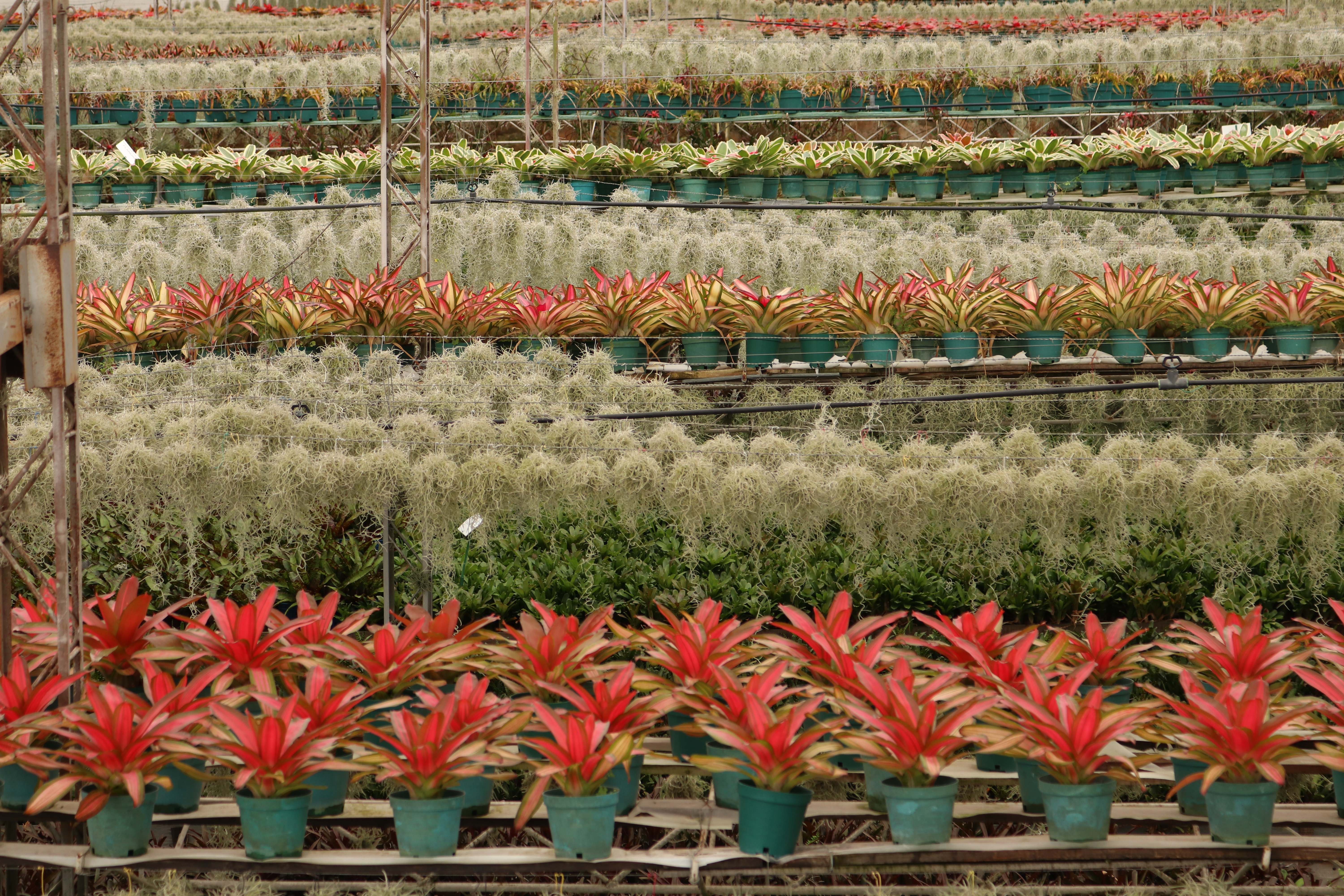 Las bromelias juegan un papel importante en sus ecosistemas al proporcionar hábitats para pequeños animales, como insectos y ranas.